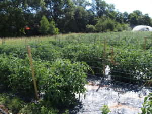 Tomates de la variété "Miam-miam" encore vertes, mais bientôt rouge...