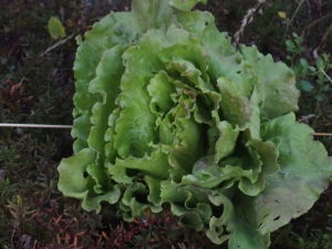 Salade en fond de thym