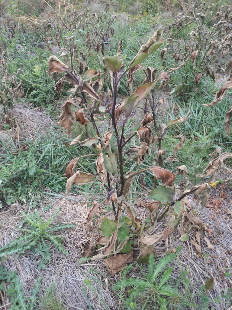 aubergines