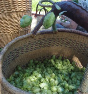 Houblon dans le panier